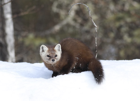 Pine Marten
