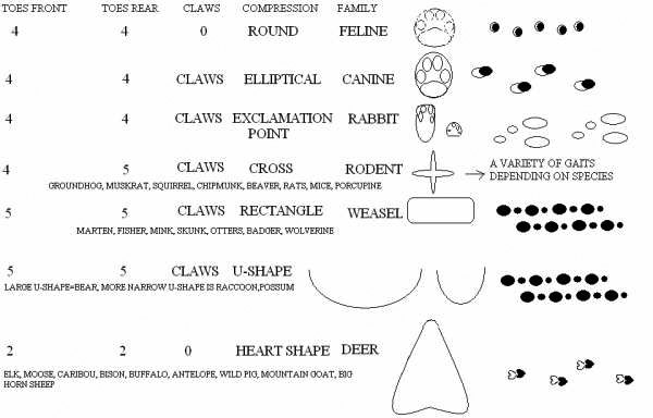 Common Compression Shapes