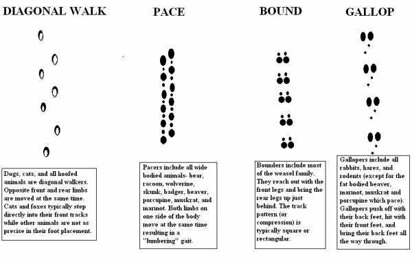 Basic Gait Patterns