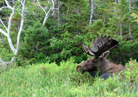 Moose